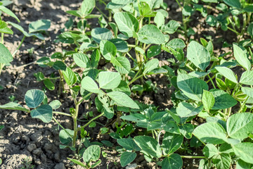 the Soy field. Midge in the leaves of soy.