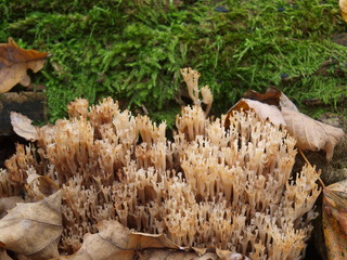 mushrooms in a forest in autumn warm day