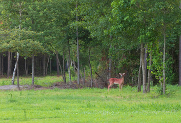 Obraz na płótnie Canvas Whitetail deer staring from the trees