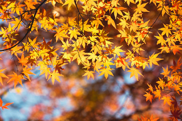 Autumn maple tree leaf
