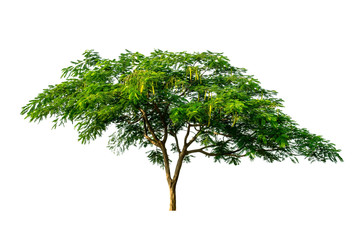 Fototapeta premium The tree is completely separated from the white ba background Scientific name Pterocarpus macrocarpus