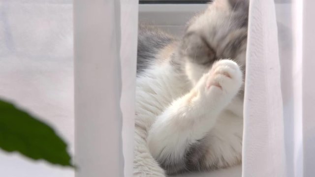 cat window washes