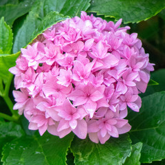 Flower closeup