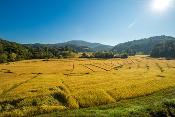Obraz premium Beautiful landscape view of rice terraces and house