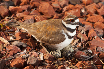 Killdeer with eggs