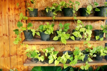 Leaves green decoration beauty nature in garden park public Thailand