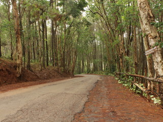 Fototapeta na wymiar hutan pinus imogiri Yogjakarta