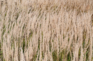 Field with dried grass