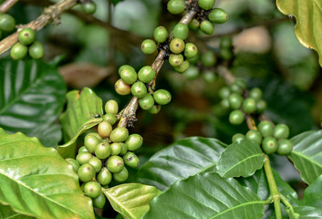 Coffee berries on the branch in coffee plantation area,Chiang Mai, northern Thailand mountainous area. The fruits will soon be ready to harvest.