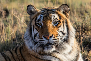 Portrait of a male tiger - Tiger Canyons Game Reserve - South Africa