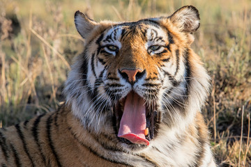 Portrait of a male tiger - Tiger Canyons Game Reserve - South Africa