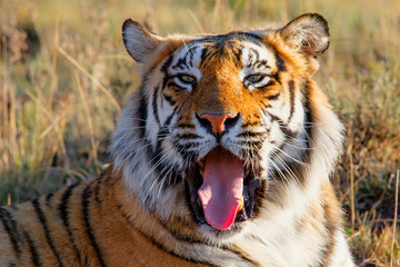 Fototapeta na wymiar Portrait of a male tiger - Tiger Canyons Game Reserve - South Africa