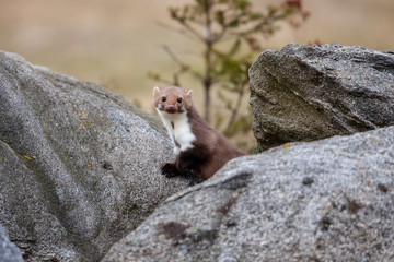 Stone marten, Martes foina, with clear green background. Detail portrait of forest animal. Small predator sitting on the beautiful green mossy tree trunk in the forest.