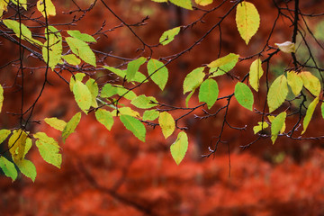 autumn