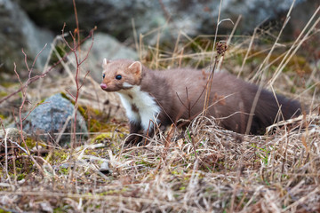 Stone marten, Martes foina, with clear green background. Detail portrait of forest animal. Small predator sitting on the beautiful green mossy tree trunk in the forest.