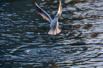 Seagull in fly