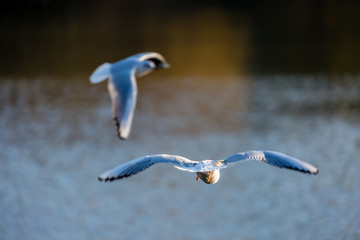 Seagull in fly