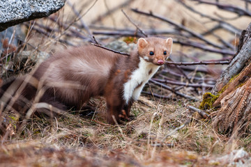 Stone marten, Martes foina, with clear green background. Detail portrait of forest animal. Small predator sitting on the beautiful green mossy tree trunk in the forest.