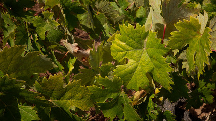 Decorative foliage of the grapevine or Vitis vinifera, cultivated in the Canary Islands for the highly praised local wine, producing ten designation of origin, PDO, a major achievement in viticulture 