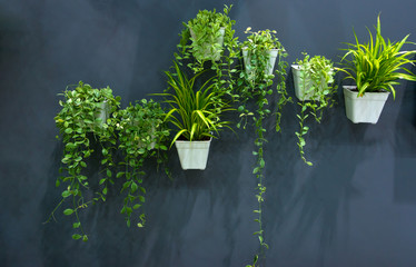 Beautiful green natural modern gardening plant in pot on the black granite stone wall exterior for...