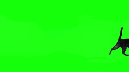 Black cat jumping against green screen