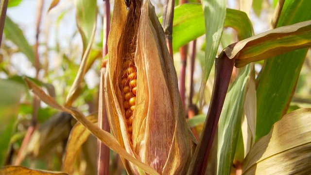 Ripe corn on the cob