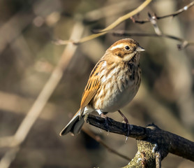 birdlife in the uk