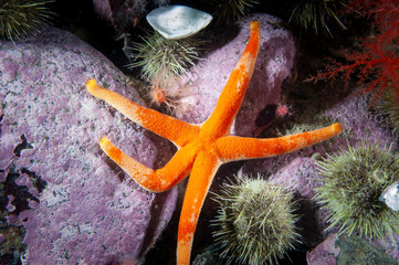 Blood Sea Star underwater at Bonaventure Island in the St. Lawrence River