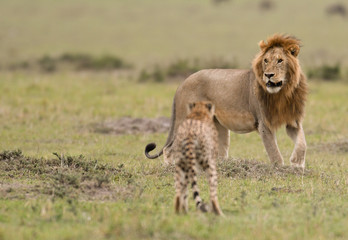 Male lion and cheetah in Masai Mara Gram Reserve, Kenya