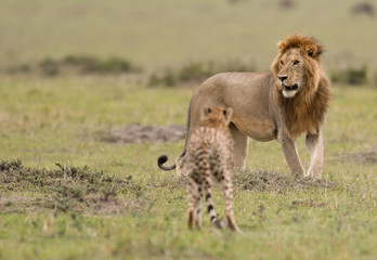 Male lion and cheetah in Masai Mara Gram Reserve, Kenya