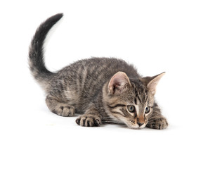 Cute tabby kitten on white background