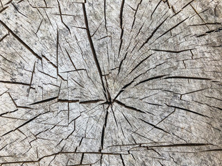 section of a tree trunk as a background