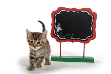 Cute with sign on white