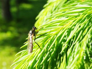 Common red-legged Robberfly (Dioctria rufipes) sitting on fresh spring spruce branch. Green background