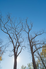 Fototapeta na wymiar Walnut Trees in the Fall