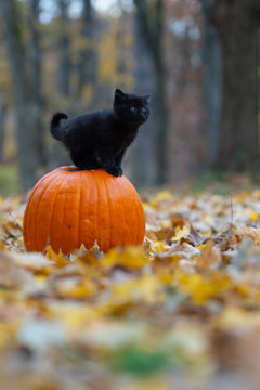 black kitten sitting on pumplin in forest