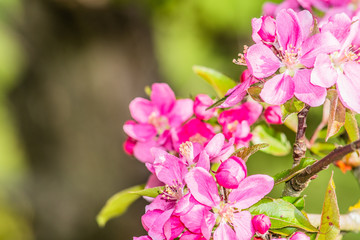 pink flowers in the garden