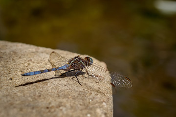 Dragonfly next to a fountain in the town of Anna