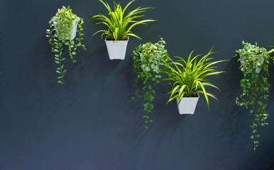 Beautiful green natural modern gardening plant in pot on the black granite stone wall exterior for...