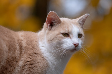 Fototapeta na wymiar Cute tabby cat with yellow background