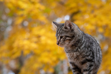 Cute tabby cat with yellow background