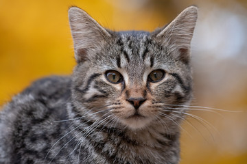 Cute tabby cat with yellow background
