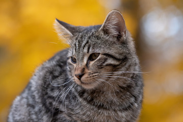 Cute tabby cat with yellow background