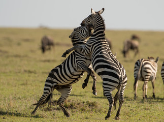 Two zebras fighting in Masai Mara