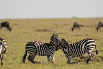 Fototapeta na wymiar Two zebras fighting in Masai Mara