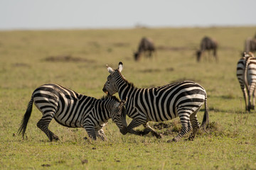 Obraz na płótnie Canvas Two zebras fighting in Masai Mara