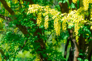 yellow flowers in the garden