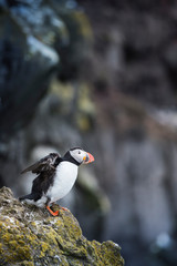 A Puffin in Iceland.