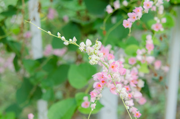 Pink Confederate vine blooming in the garden