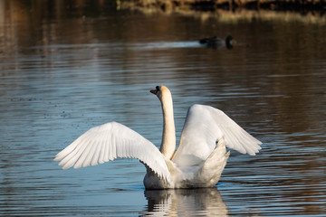 Mute Swan Spreading Wings in Autumn